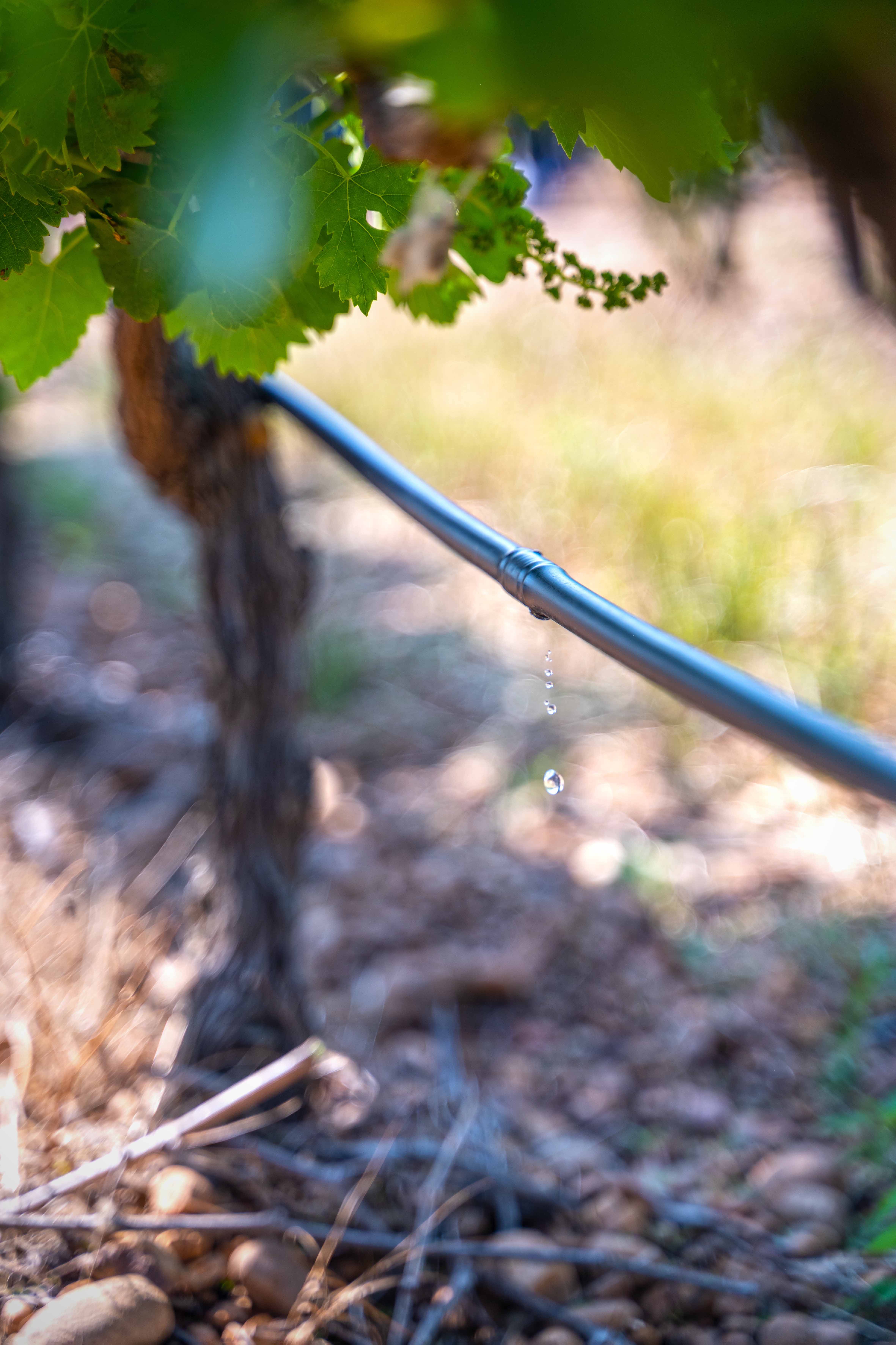 Goutte à goutte