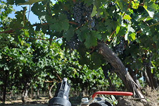 Photo : Vigne - Accompagnement des nouveaux irrigants