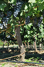 Photo : Parcelle irriguée du Nord Gardiole